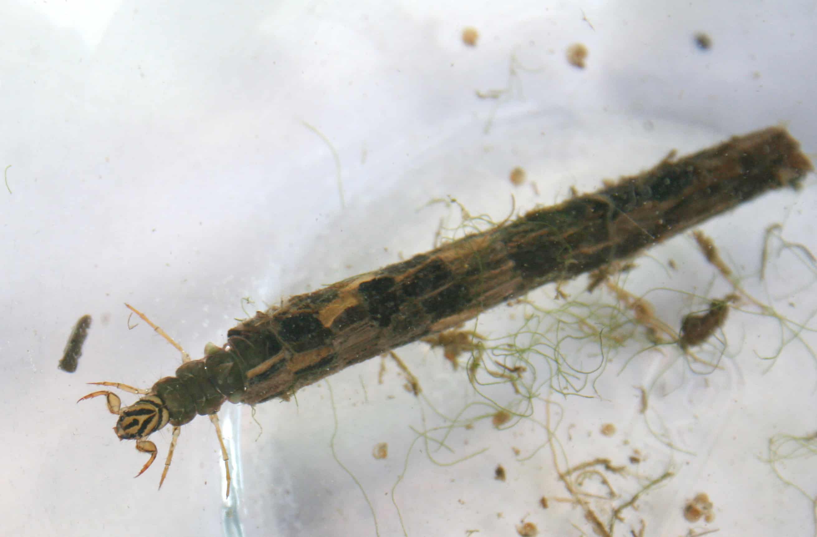 Caddisfly larva emerging from a portable case made of plant material