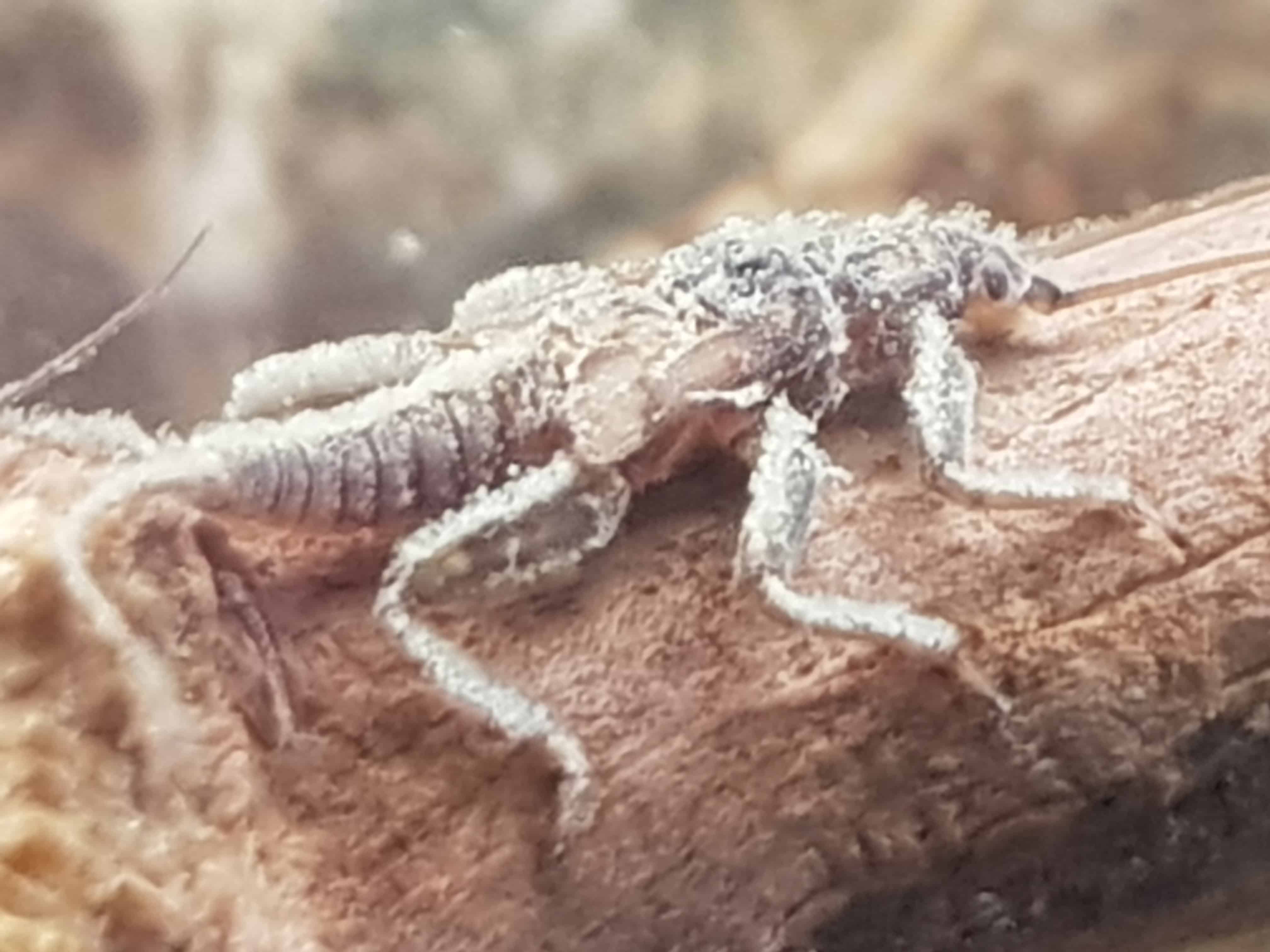 Stonefly nymph on rock showing two tails, long antennae, and robust segmented body